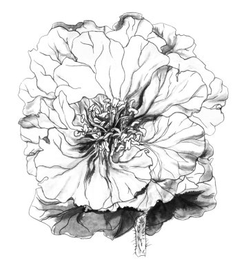 Geum çiçek çiçek