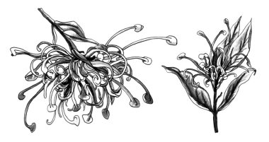 Örümcek çiçek grevillea çiçek