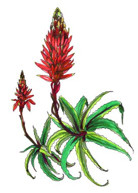 Dekoratif kırmızı aloe vera kaktüs