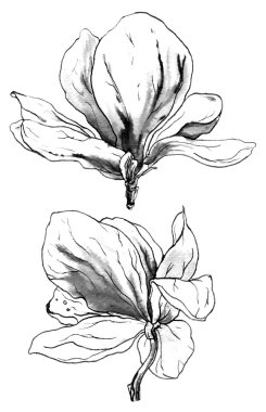 Manolya çiçek çiçek