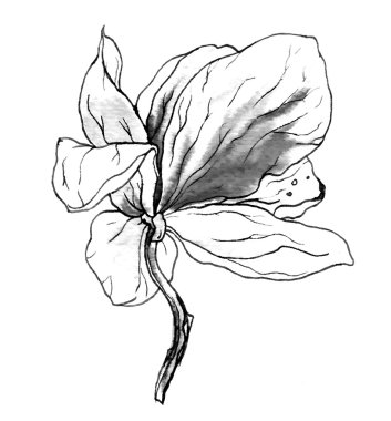 Manolya çiçek çiçek