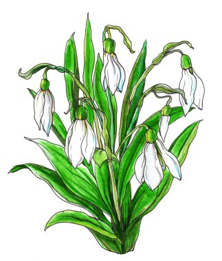 Beyaz kardelen bahar çiçekleri