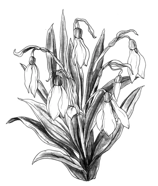 Przebiśnieg białe wiosenne kwiaty — Zdjęcie stockowe