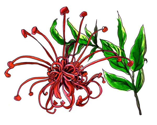 Czerwony pająk kwiat kwitnąć grevillea — Zdjęcie stockowe