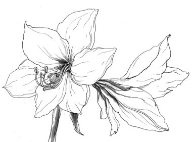 White Amaryllis flowers clipart