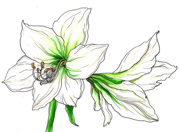 Beyaz nergis zambağı çiçekler — Stok fotoğraf