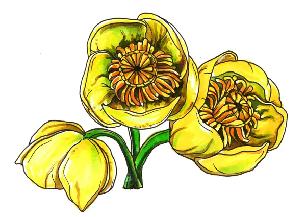 노란색 수련 nenuphar 꽃 — 스톡 사진