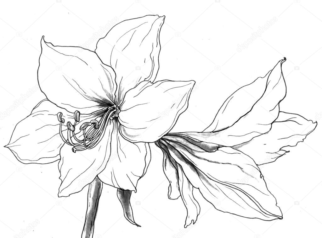 amaryllis flower drawing