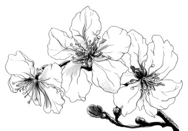 Tropikal çiçeklenir badem çiçeği