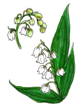 Lily vadi bahar çiçekleri beyaz