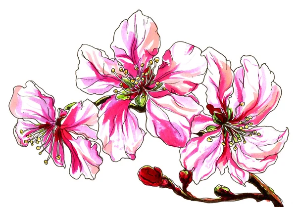 Pembe Beyaz sakura çiçekler