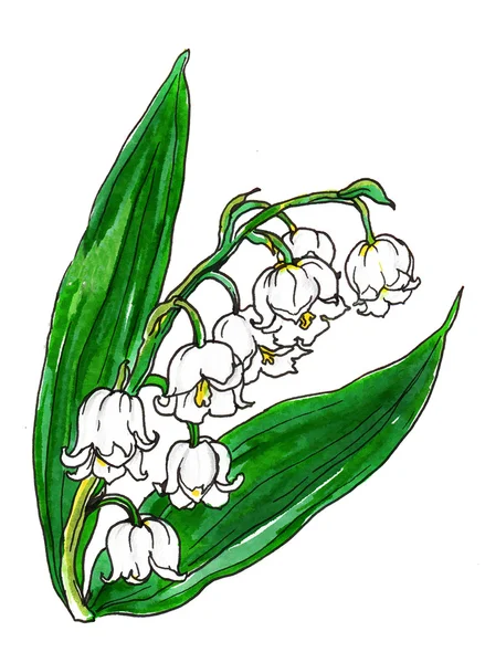 Lily vadi bahar çiçekleri beyaz