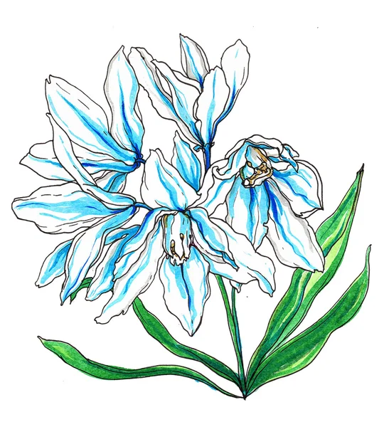 Fiori decorativi bianchi blu Puschkinia — Foto Stock