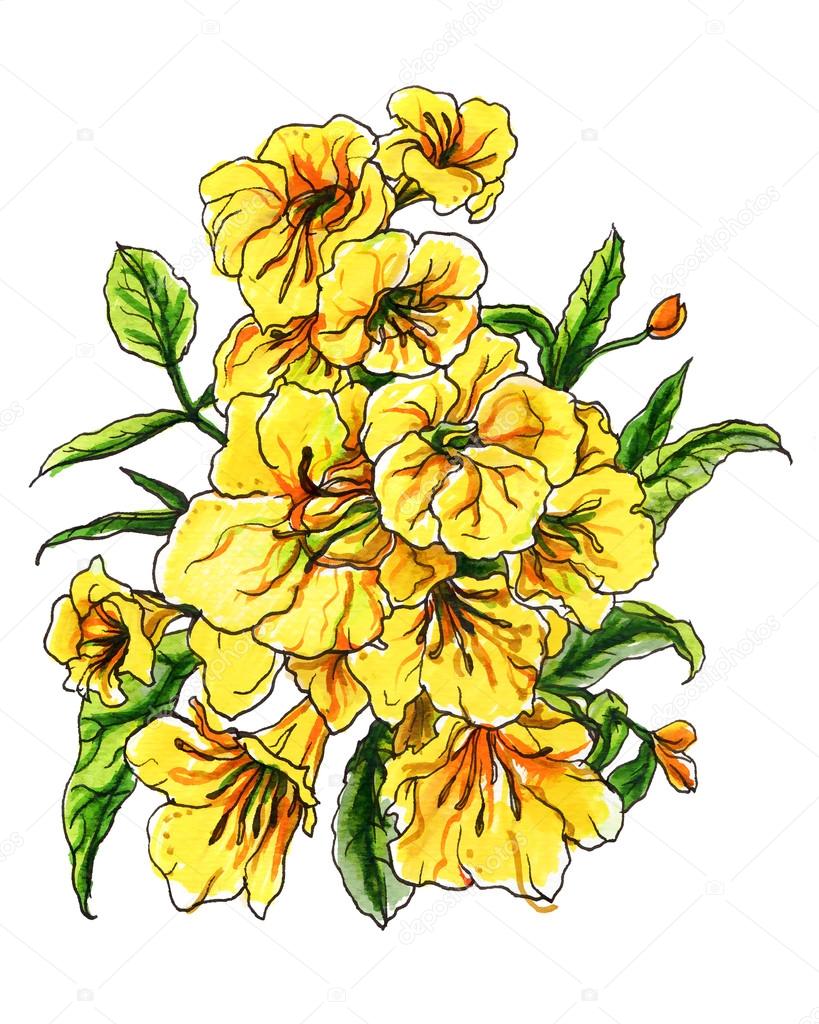 Yellow Esperanza dwarf flowers