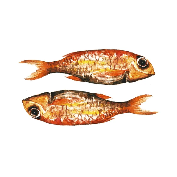 Parmice akvarel ryba — Stock fotografie