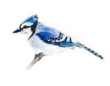 mavi alakarga kuş dalı