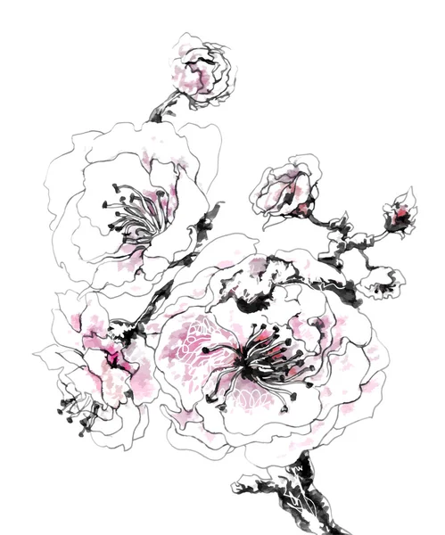 벚꽃 꽃 그림 — 스톡 벡터