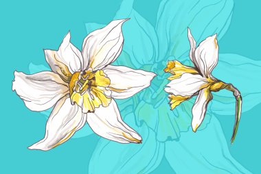 Narcissus spring flower