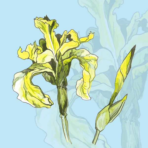 Kwiat tęczówki żółtej — Wektor stockowy