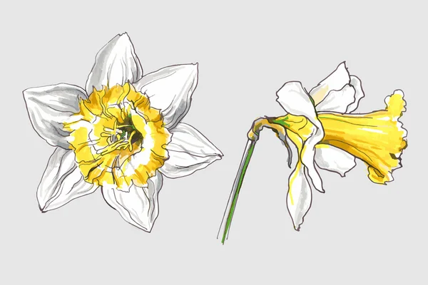 Narciso flor de primavera — Vector de stock