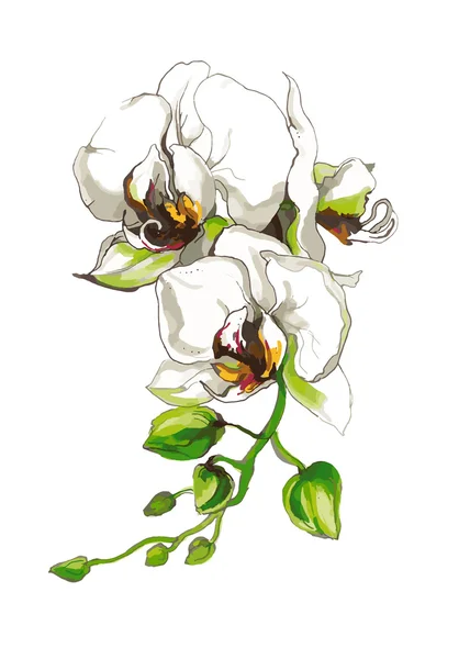 Ramo decorativo del fiore del orchid — Vettoriale Stock