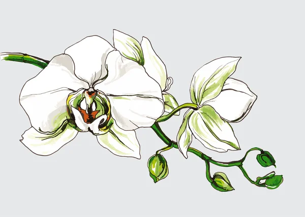 Ramo decorativo da flor da orquídea —  Vetores de Stock