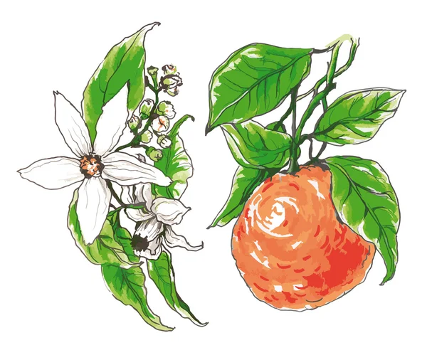 Ozdobny pomarańczowy kwiat kwitnąć — Wektor stockowy