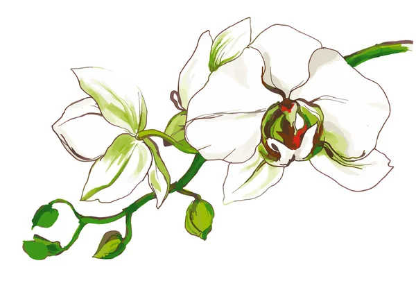 Orchidée décorative branche de fleur — Image vectorielle