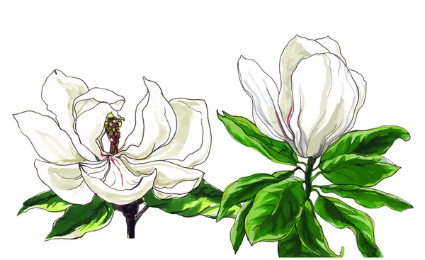 Dessins de fleurs Magnolia — Image vectorielle