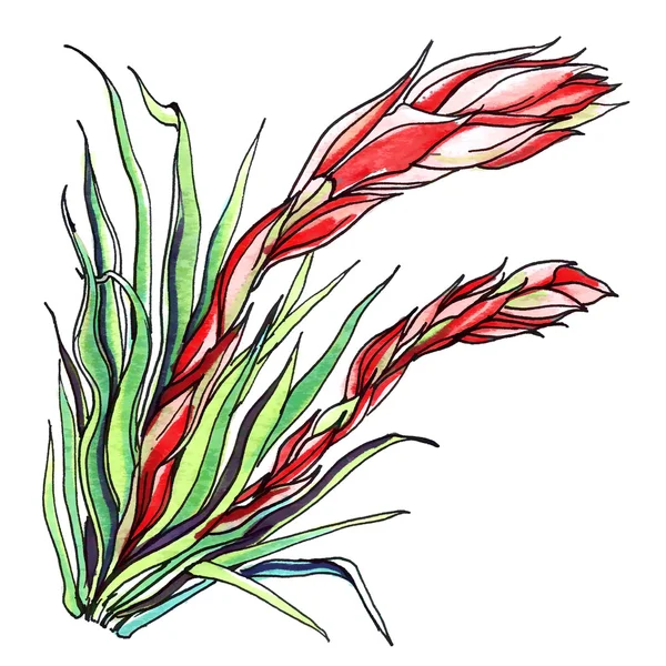 Ginger plant. Botanical Illustration — Zdjęcie stockowe