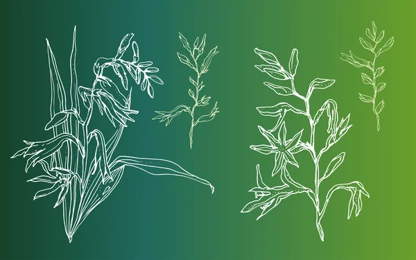 Crocosmia 꽃의 콩나물 — 스톡 벡터