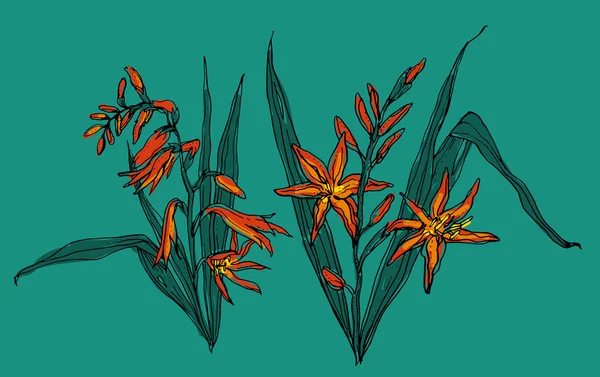 Crocosmia 꽃 꽃 — 스톡 벡터