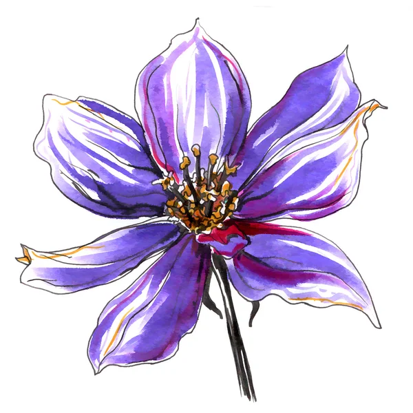 Clematis sauvage fleur — Photo