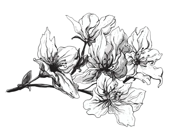 Magnolie tropische Blumen — Stockvektor