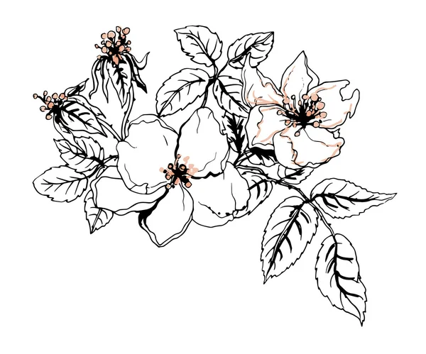 Fleurs de cerisier en fleurs — Image vectorielle