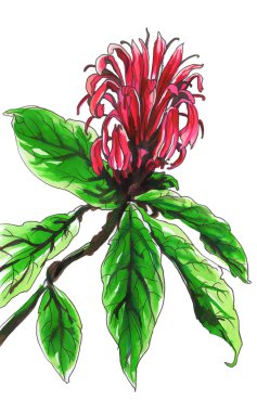 Tropikal çiçek Kardinal görevlisi