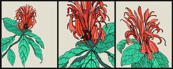 Komposition mit kardinalen Wachblumen — Stockvektor