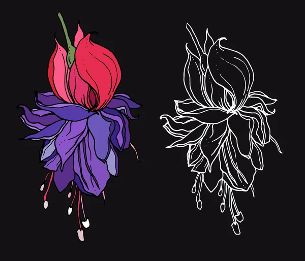 熱帯のフクシアの花 — ストックベクタ