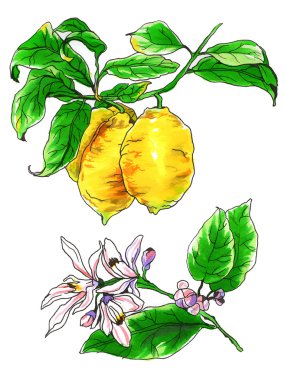 Tropikal limon narenciye