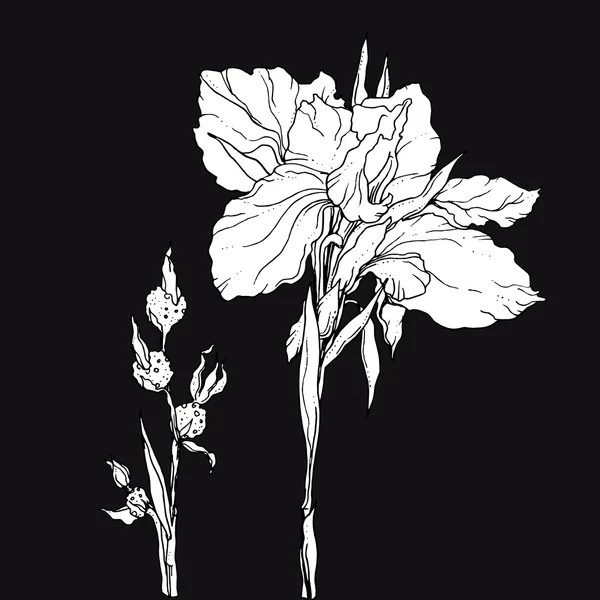 Iris fleur sur noir — Image vectorielle