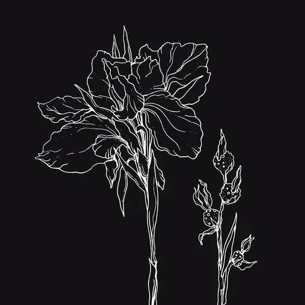 Iris fleur sur noir — Image vectorielle