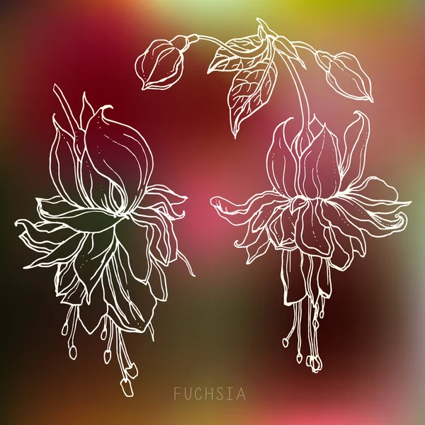 Fuchsia tropical flowers — Stock Vector
