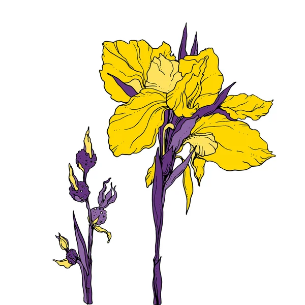 Flor amarilla del iris aislada — Vector de stock