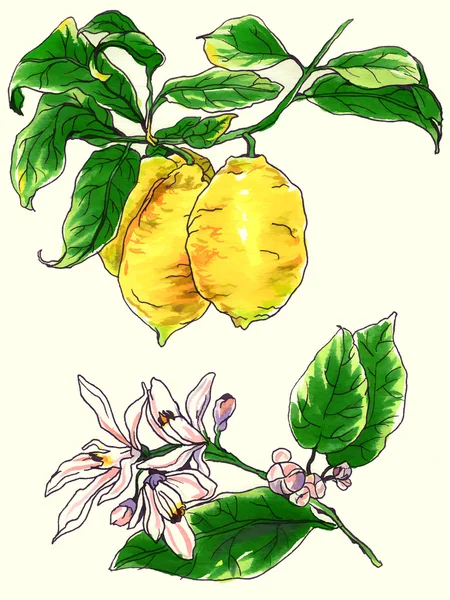 Tropiske citron citrus i blomst - Stock-foto