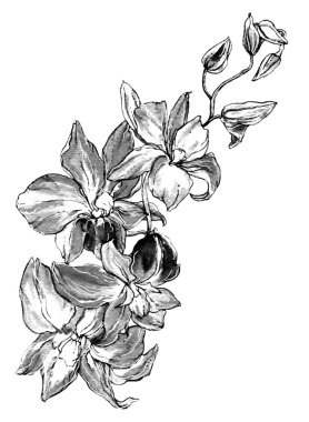 Dekoratif orkide çiçekleri