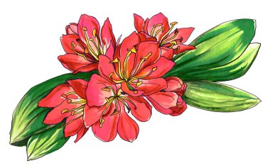 Clivia miniata tropik çiçekler