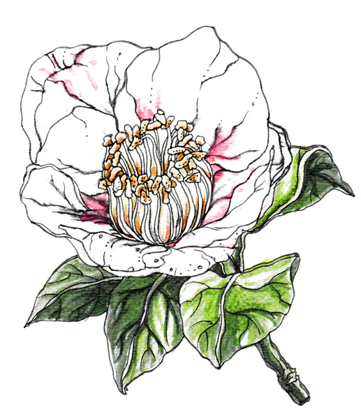 Dekorativ vit Camellia japonica blomma — Stockfoto
