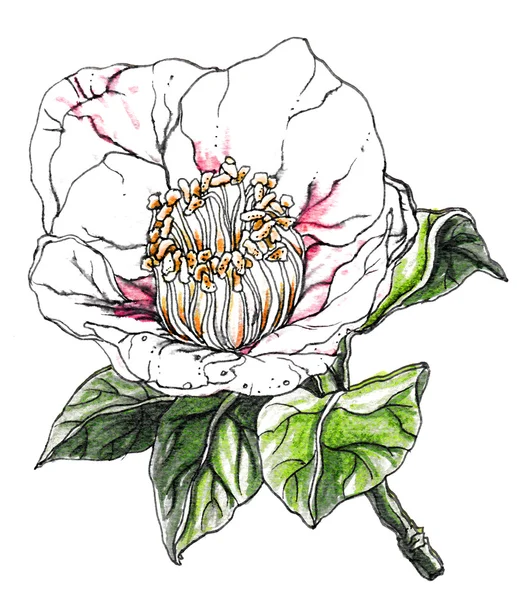 Dekoratif beyaz Camellia japonica çiçek