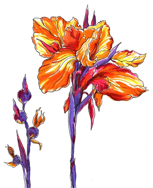 Acquerello disegnato a mano fiore di iris — Foto Stock