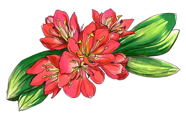 Clivia miniata 열 대 꽃 — 스톡 사진